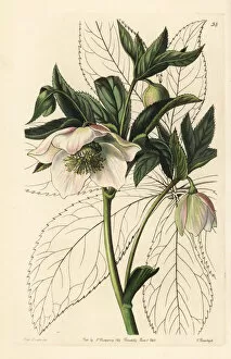 Edwards Gallery: Eastern hellebore, Helleborus orientalis