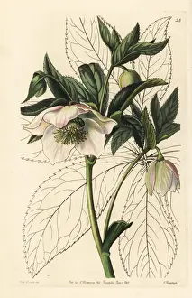 Sydenham Prints: Eastern hellebore, Helleborus orientalis