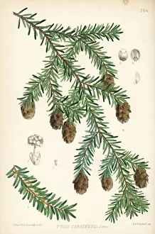 Herbal Prints: Eastern hemlock or Canadian hemlock, Tsuga canadensis