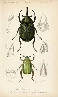Scarab Gallery: Eastern Hercules and jewel scarab beetle