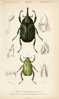 Eastern Hercules and jewel scarab beetle Eastern Hercules and jewel scarab beetle