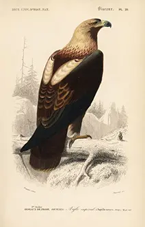 Universel Prints: Eastern imperial eagle, Aquila heliaca. Vulnerable