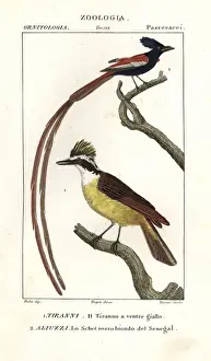 Eastern kingbird, Tyrannus tyrannus, and Asian