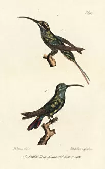 Oeuvres Collection: Eastern longtailed hermit and grey-breasted sabrewing