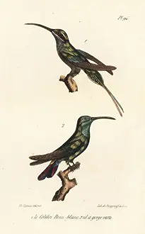 Hermit Prints: Eastern longtailed hermit and grey-breasted sabrewing
