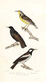 Achille Richard Prints: Eastern meadowlark, starling and pied myna