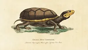 Georgeedwards Prints: Eastern mud turtle, Kinosternon subrubrum