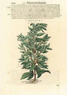 Eastern pellitory-of-the-wall, Parietaria officinalis