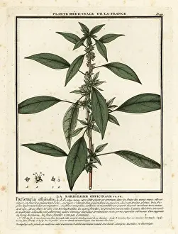Eastern pellitory-of-the-wall, Parietaria officinalis