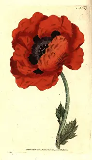 Eastern poppy, Papaver orientale