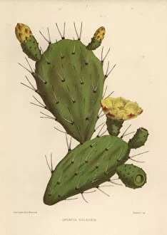 Pear Collection: Eastern prickly pear, Opuntia ficus-indica