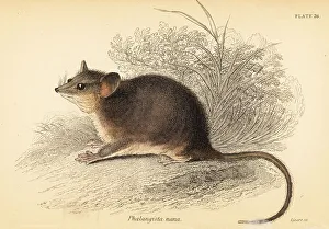 Marsupiata Prints: Eastern pygmy possum, Cercartetus nanus