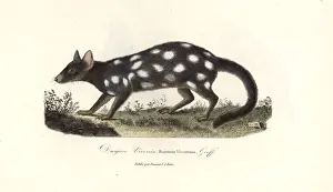 Complements Prints: Eastern quoll, Dasyurus viverrinus