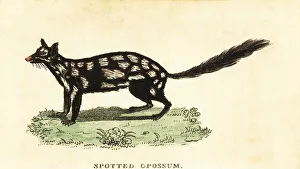 New South Wales Prints: Eastern quoll, Dasyurus viverrinus