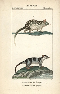 Eastern quoll, Dasyurus viverrinus, and water