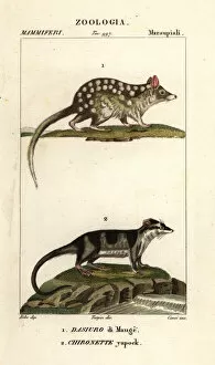 Images Dated 22nd March 2020: Eastern quoll and water opossum