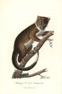 Peregrinus Prints: Eastern ring-tailed possum, Pseudocheirus peregrinus