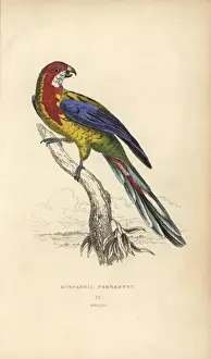 Psittacus Prints: Eastern rosella, Platycercus exemius