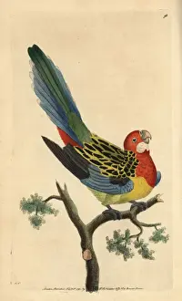 Platycercus Prints: Eastern rosella, Platycercus eximius