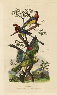 Guerin Meneville Collection: Eastern rosella and yellow-crowned amazon