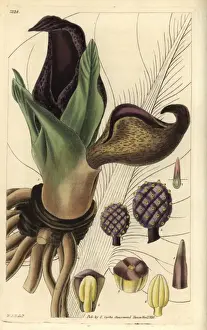 Cabbage Prints: Eastern skunk cabbage or skunk weed, Symplocarpus foetidus