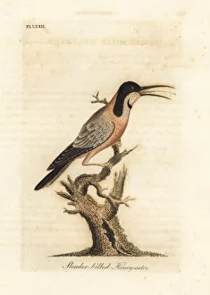 Latham Collection: Eastern spinebill, Acanthorhynchus tenuirostris