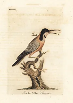 Latham Collection: Eastern spinebill, Acanthorhynchus tenuirostris