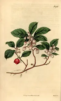 Eastern teaberry, Gaultheria procumbens