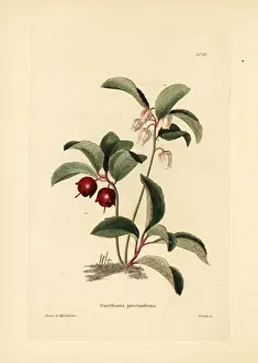 Eastern teaberry, Gaultheria procumbens