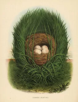 Nests Collection: Eastern towhee, Pipilo erythrophthalmus