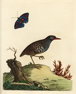 Loten Prints: Eastern water rail, Rallus indicus