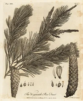 Silva Prints: Eastern white pine, Pinus strobus