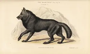 Griffith Prints: Eastern wolf, Canis lycaon
