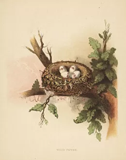Sparrow Gallery: Eastern wood pewee, Contopus virens