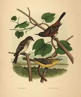 Nests Collection: Eastern wood pewee and orchard orioles