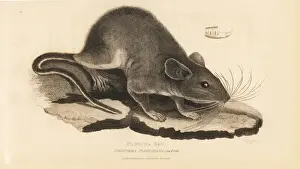 Eastern woodrat, Neotoma floridana