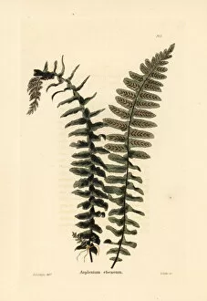 Ebony spleenwort fern, Asplenium platyneuron