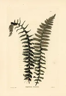 Ebony Prints: Ebony spleenwort fern, Asplenium platyneuron