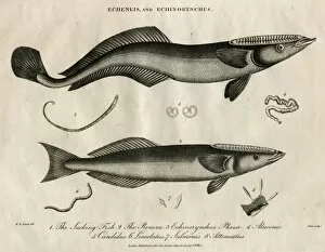 Images Dated 14th November 2011: Echeneis and Echinorynchus (fish)