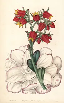 Succulent Prints: Echeveria fulgens