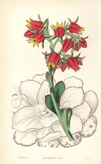 Echeveria fulgens
