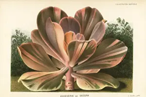 Echeveria Prints: Echeveria gibbiflora