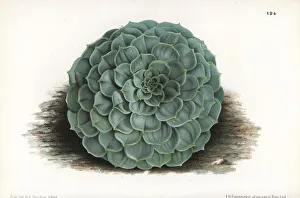 Stroobant Collection: Echeveria secunda