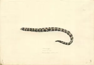 Forster Collection: Echidna nebulosa, clouded eel