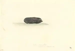 Echidna nebulosa, clouded eel