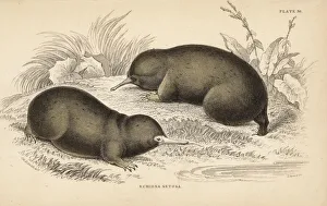Anteater Gallery: Echidna or spiny anteater, Tachyglossus aculeatus