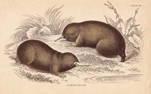Anteater Gallery: Echidna, Tachyglossus aculeatus
