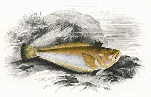 Viper Prints: Echiichthys vipera, or Lesser Weever