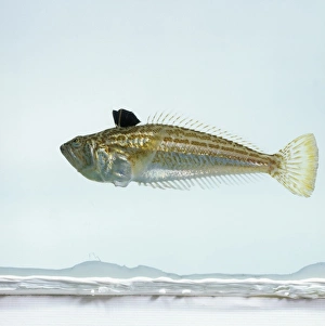 Spine Gallery: Echiichthys vipera, lesser weever fish