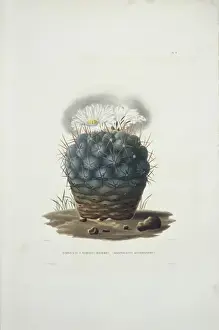 Echinocacte hexaedrophorus